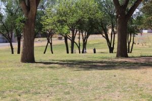 Coleman Park